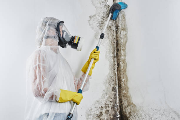 Best Mold Removal Company Near Me  in Leesville, LA