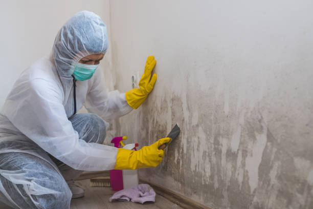 Trusted Leesville, LA Mold Removal Experts