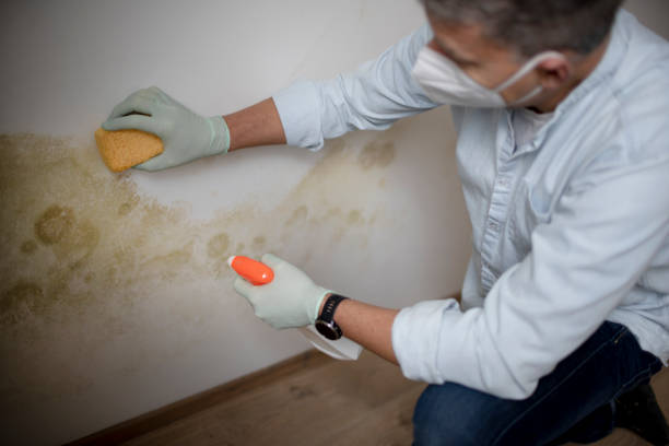 Best Black Mold Removal  in Leesville, LA