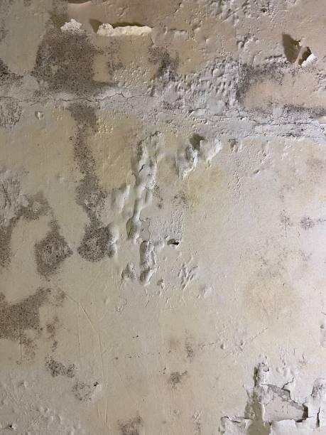 Best Same-Day Mold Removal  in Leesville, LA