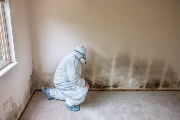 Best Certified Mold Removal  in Leesville, LA