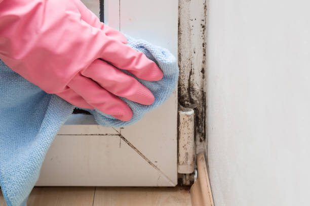 Best Black Mold Removal  in Leesville, LA