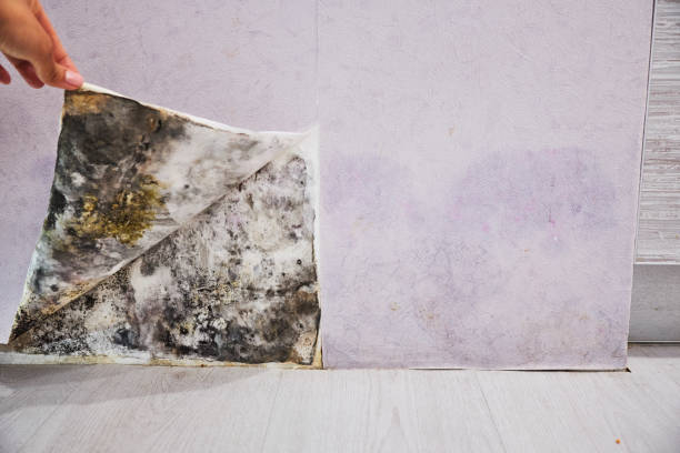 Best Office Mold Removal Services  in Leesville, LA